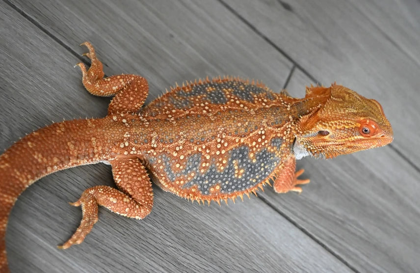 Male Hypo Dunner Tiger *Proven*