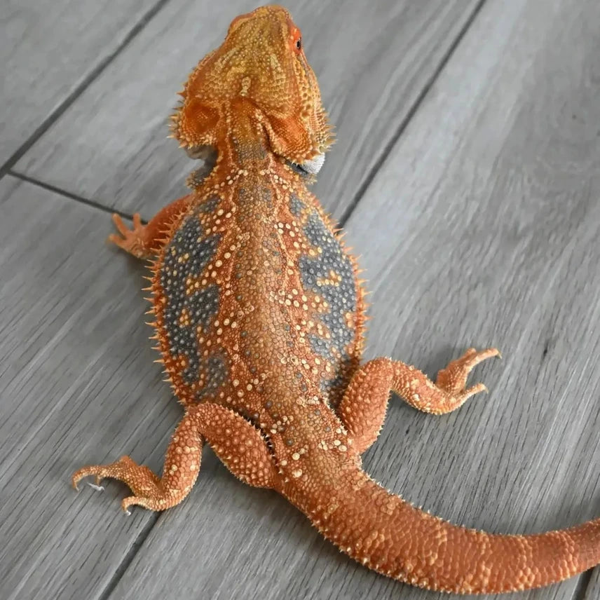 Male Hypo Dunner Tiger *Proven*