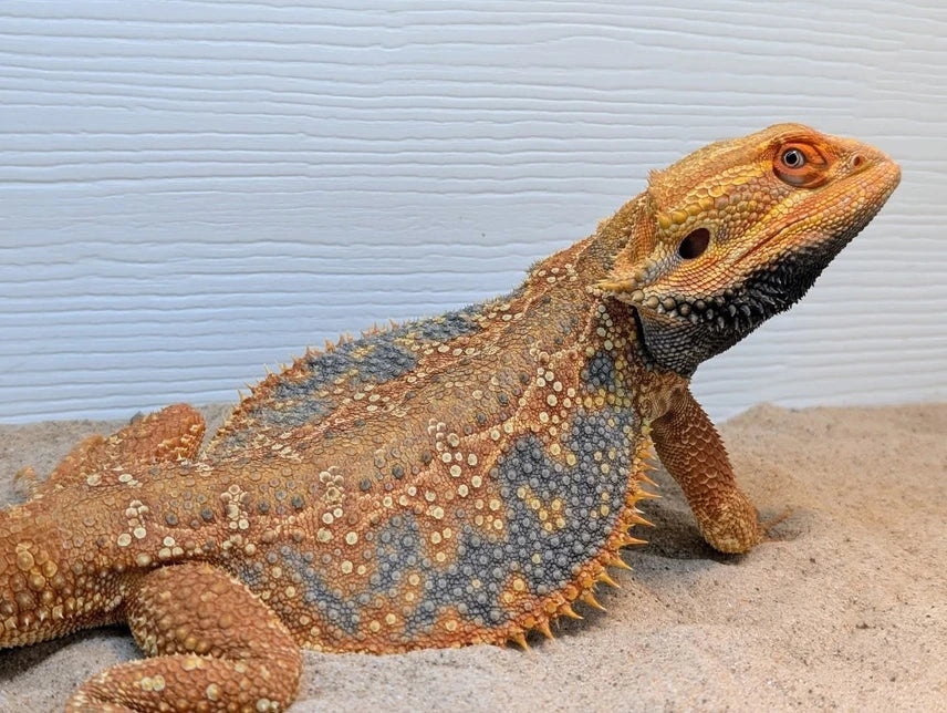 Male Hypo Dunner Tiger *Proven*