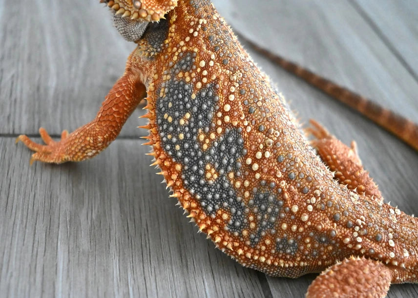 Male Hypo Dunner Tiger *Proven*