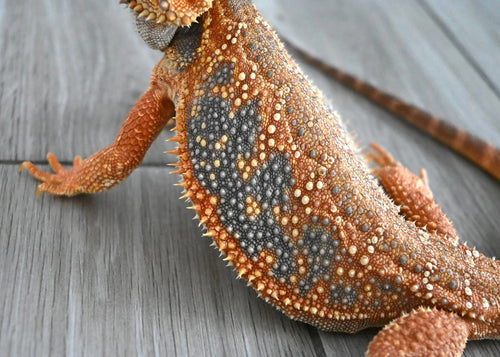 Male Hypo Dunner Tiger *Proven*