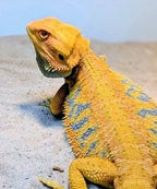 Male Hypo Citrus Tiger