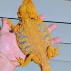 Male Hypo Citrus Tiger