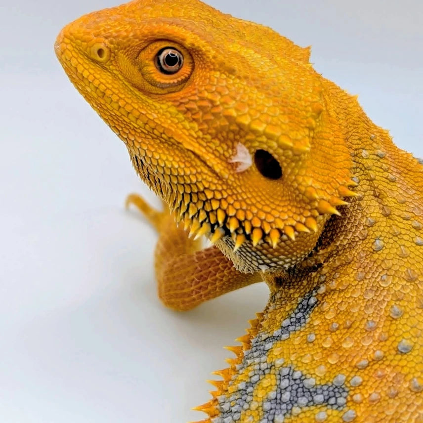 Male Hypo Citrus Tiger