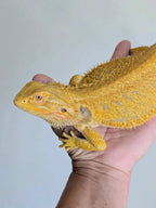 Female Hypo Tiger