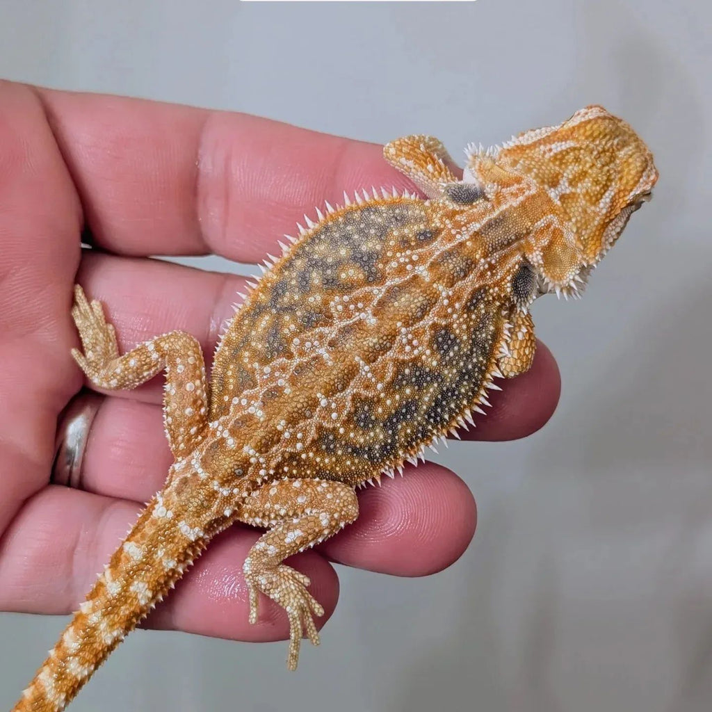 Female Hypo Dunner Tiger