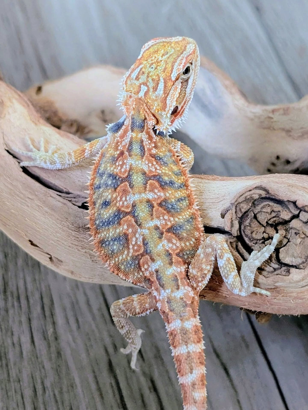 Female Hypo Tiger