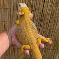Female Citrus Hypo Tiger *Proven*