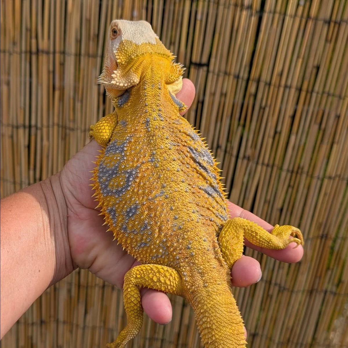 Female Citrus Hypo Tiger *Proven*