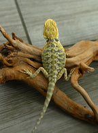 Female Hypo Leather Tiger