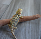 Male Hypo Tiger *This boy glows