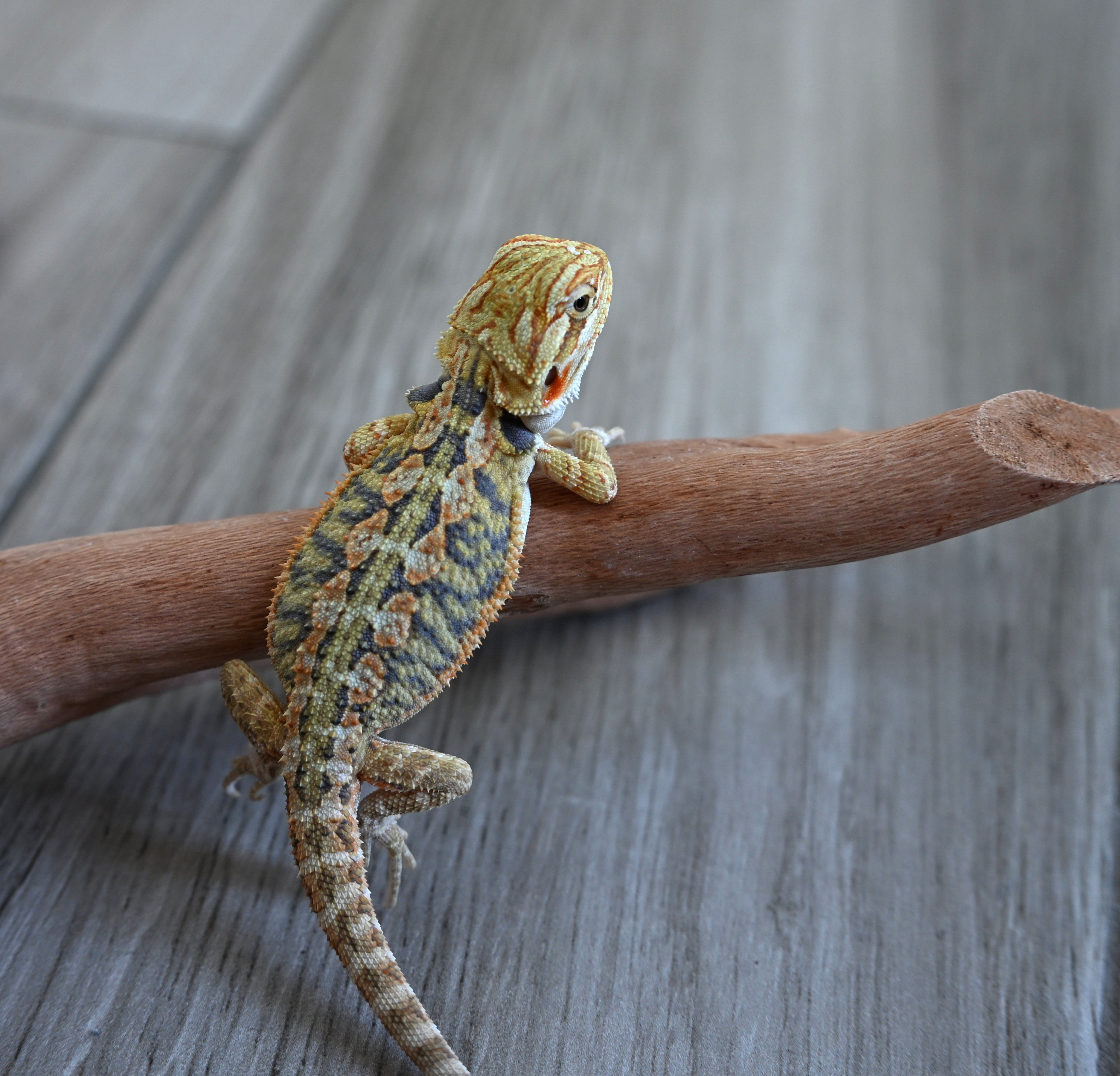 Male Hypo Tiger *This boy glows