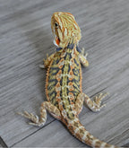 Male Hypo Tiger *This boy glows