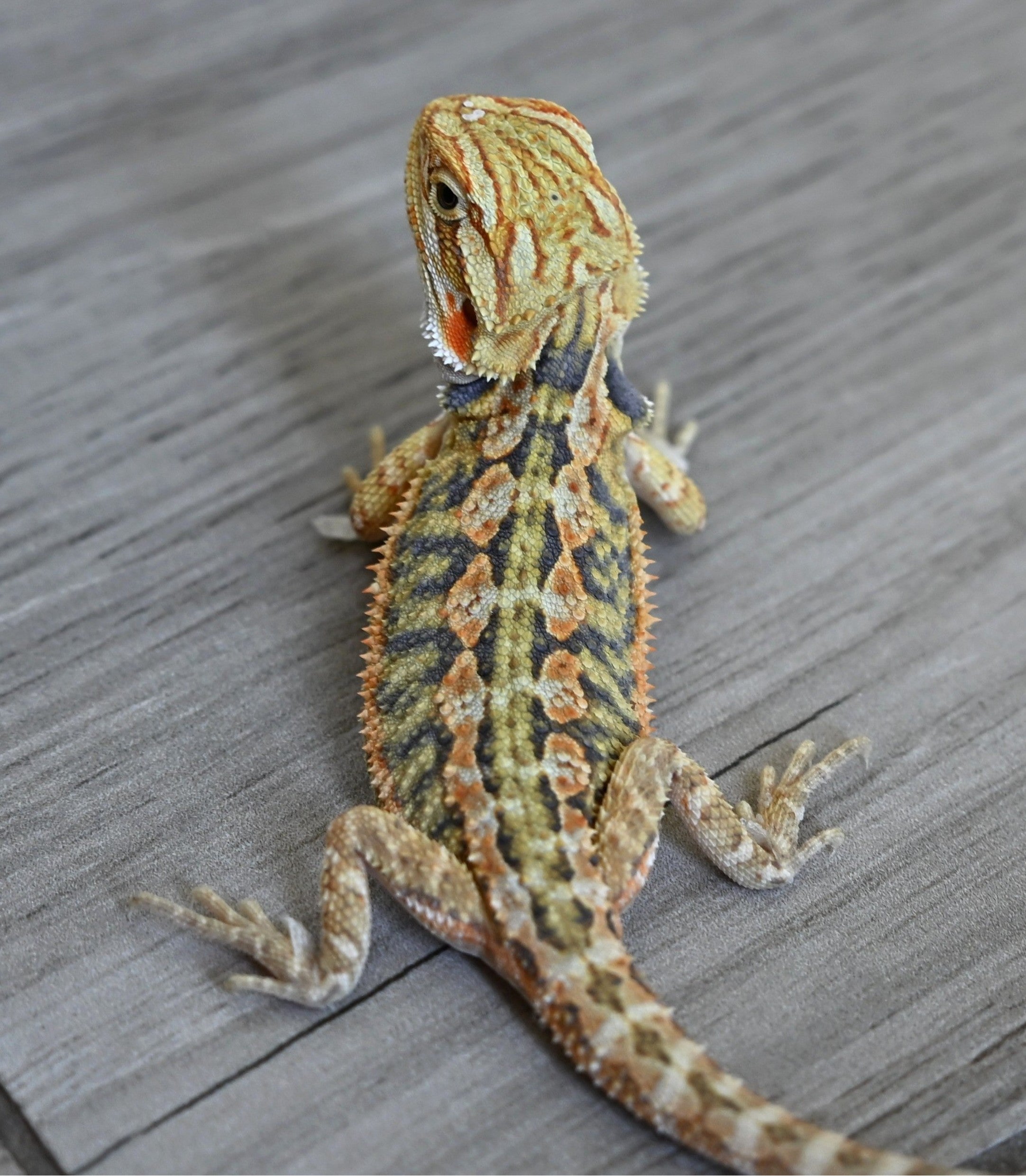 Male Hypo Tiger *This boy glows