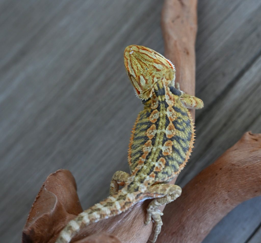 Male Hypo Tiger *This boy glows