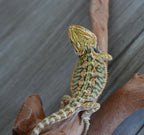 Male Hypo Tiger *This boy glows