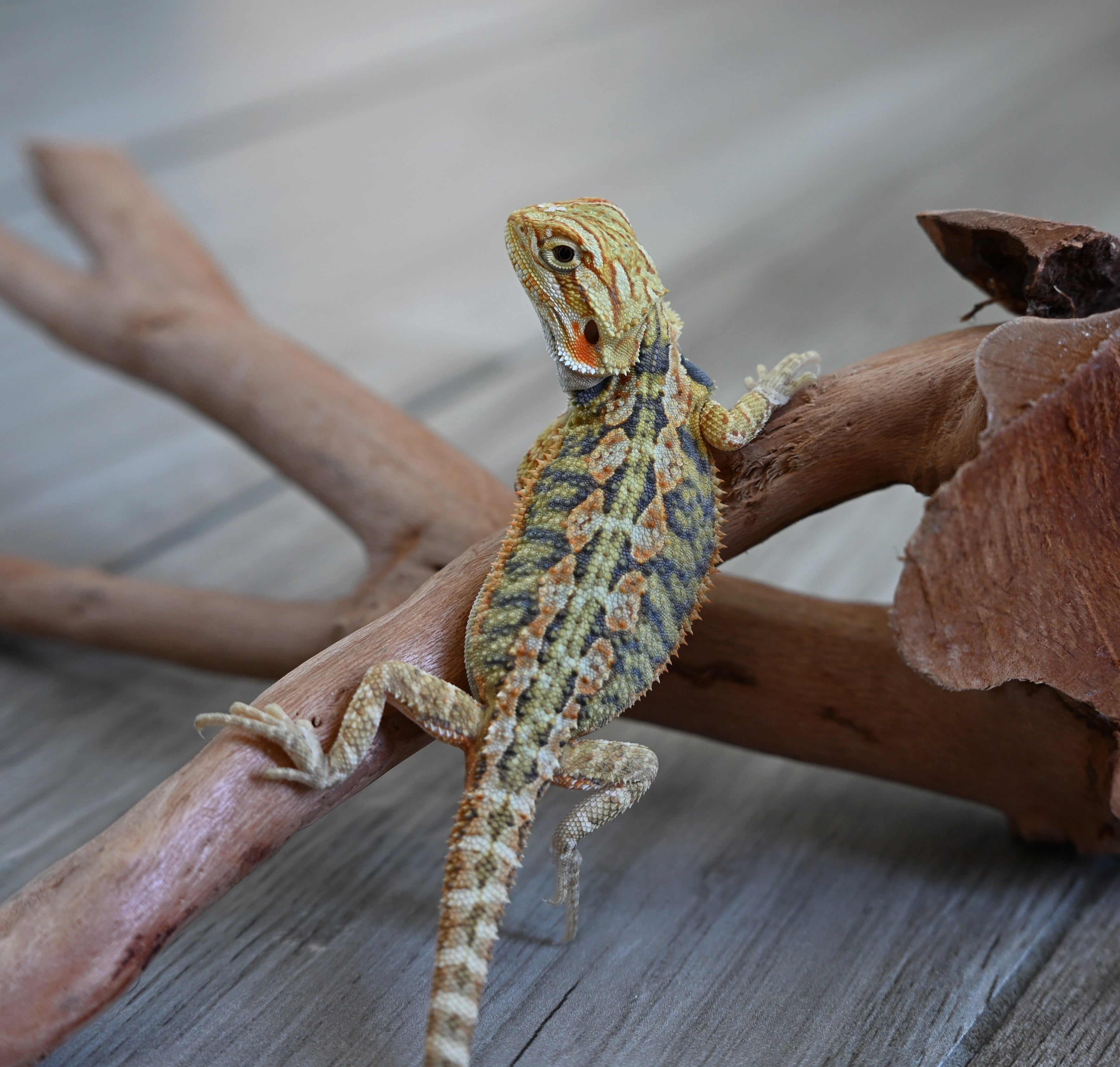 Male Hypo Tiger *This boy glows