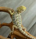 Hypo Tiger Female *Beautiful Blues