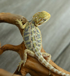 Hypo Tiger Female *Beautiful Blues