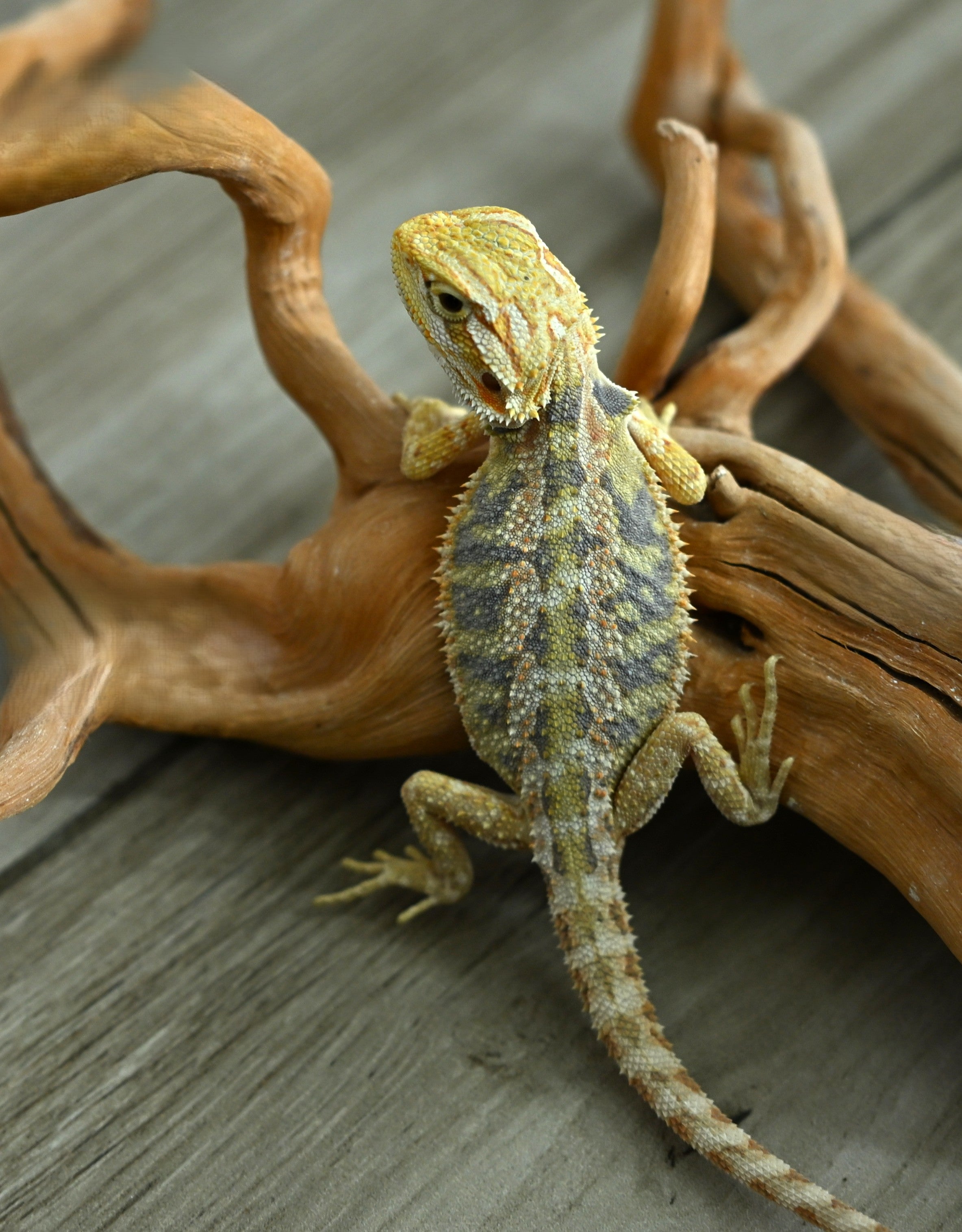 Hypo Tiger Female *Beautiful Blues