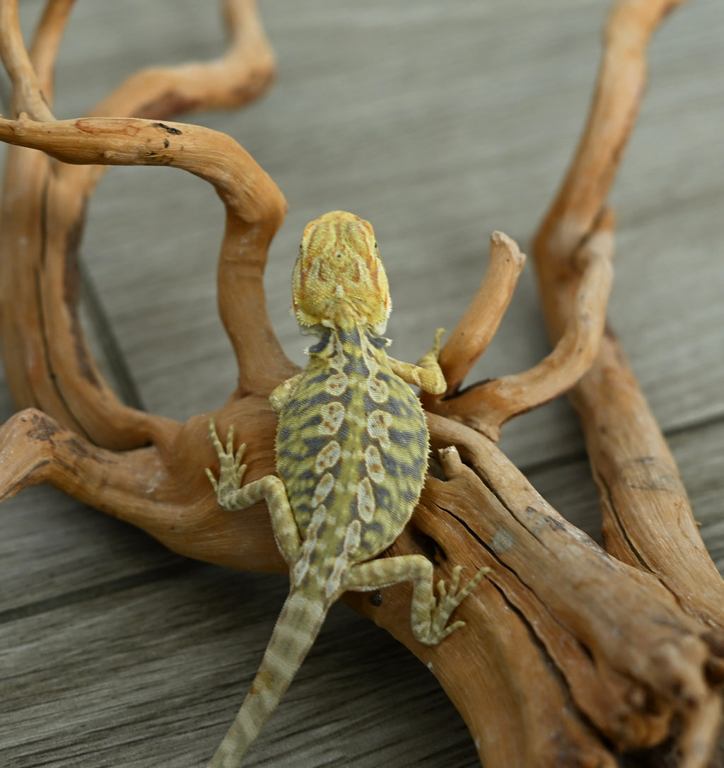 Hypo Leather Tiger *Pretty Tiger Barring