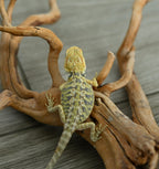 Hypo Leather Tiger *Pretty Tiger Barring
