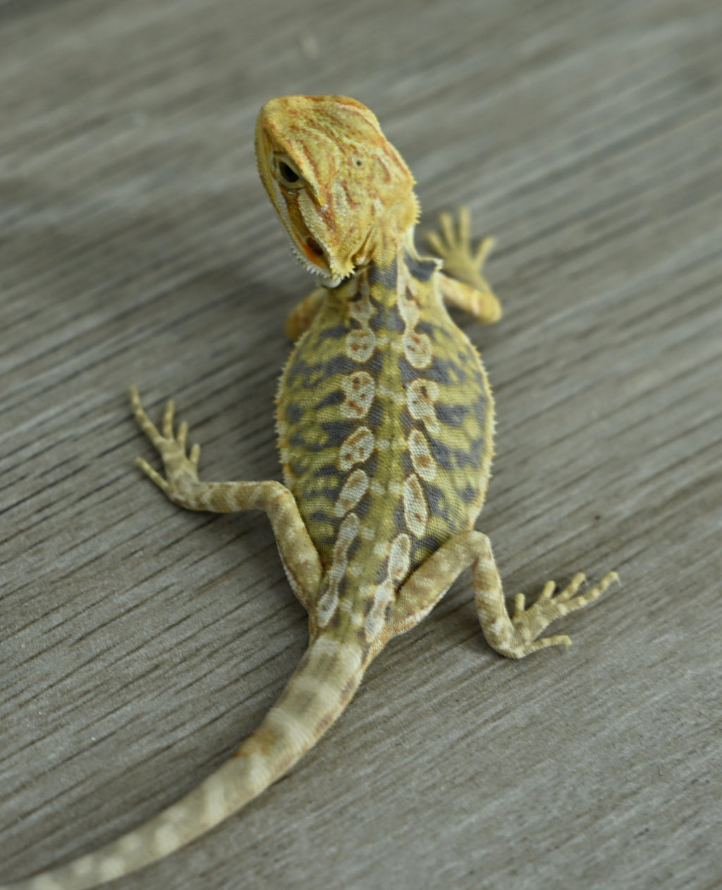 Hypo Leather Tiger *Pretty Tiger Barring