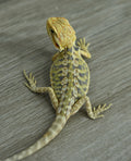 Hypo Leather Tiger *Pretty Tiger Barring