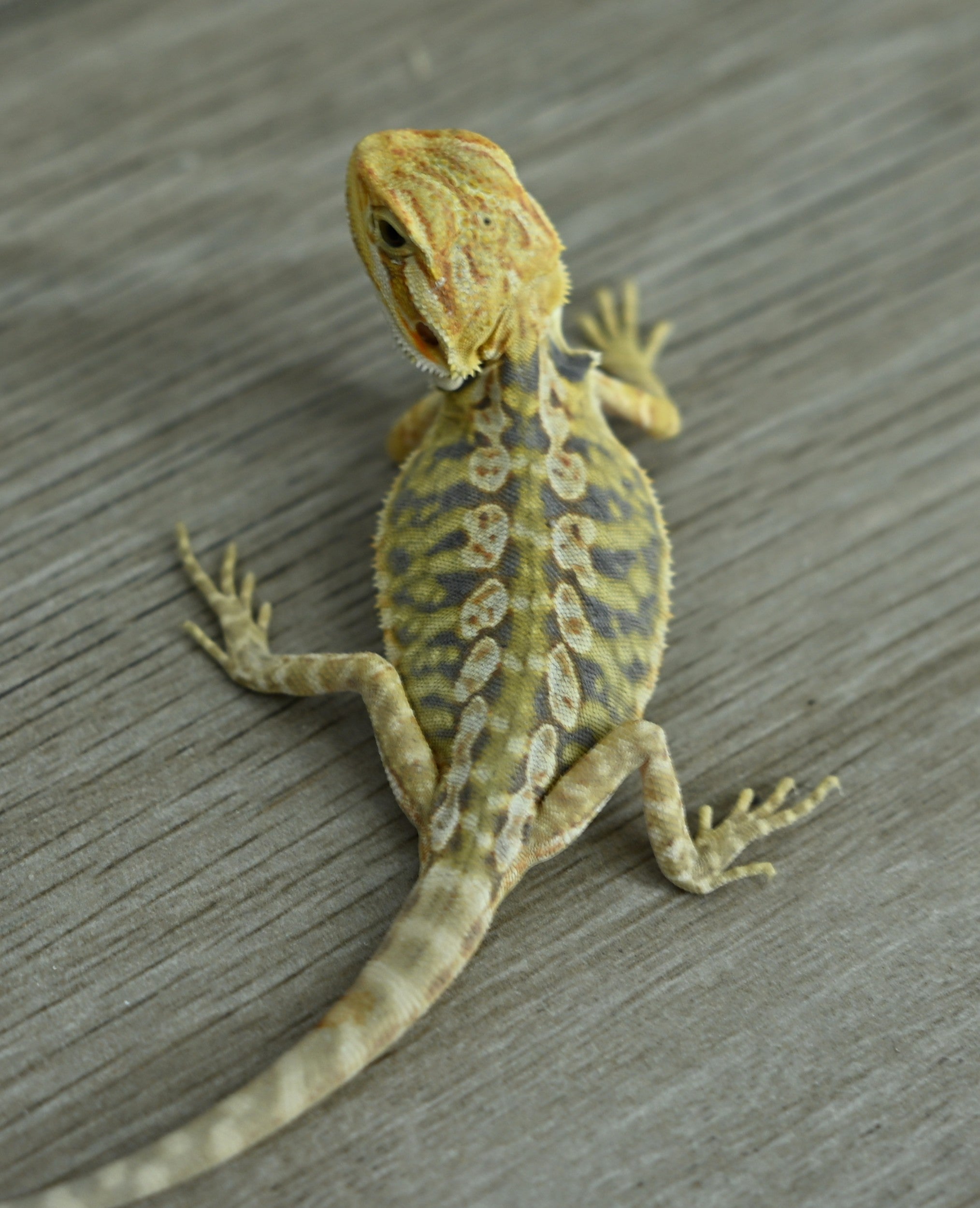 Hypo Leather Tiger *Pretty Tiger Barring