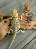 Hypo Leather Tiger *Pretty Tiger Barring