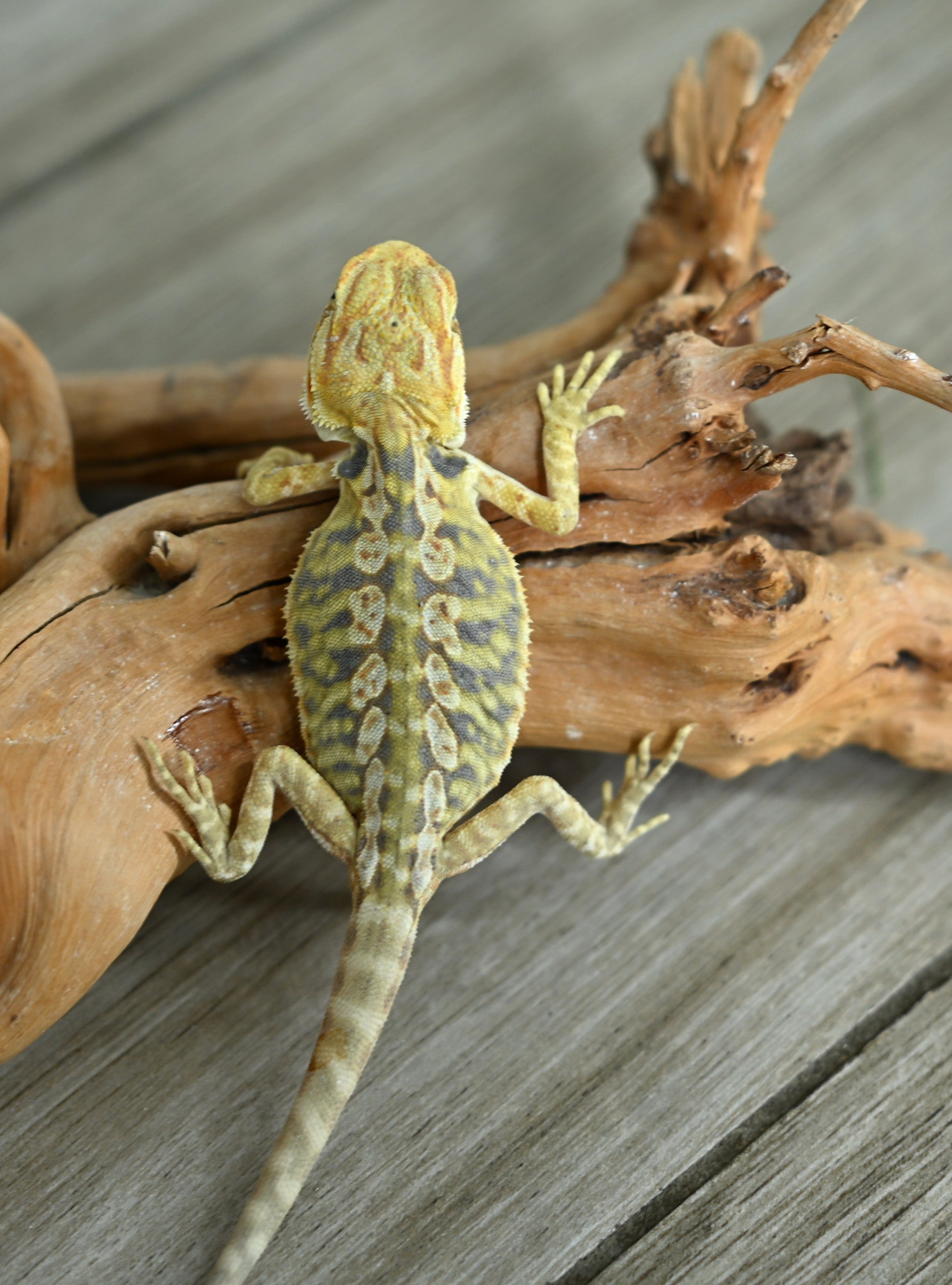 Hypo Leather Tiger *Pretty Tiger Barring