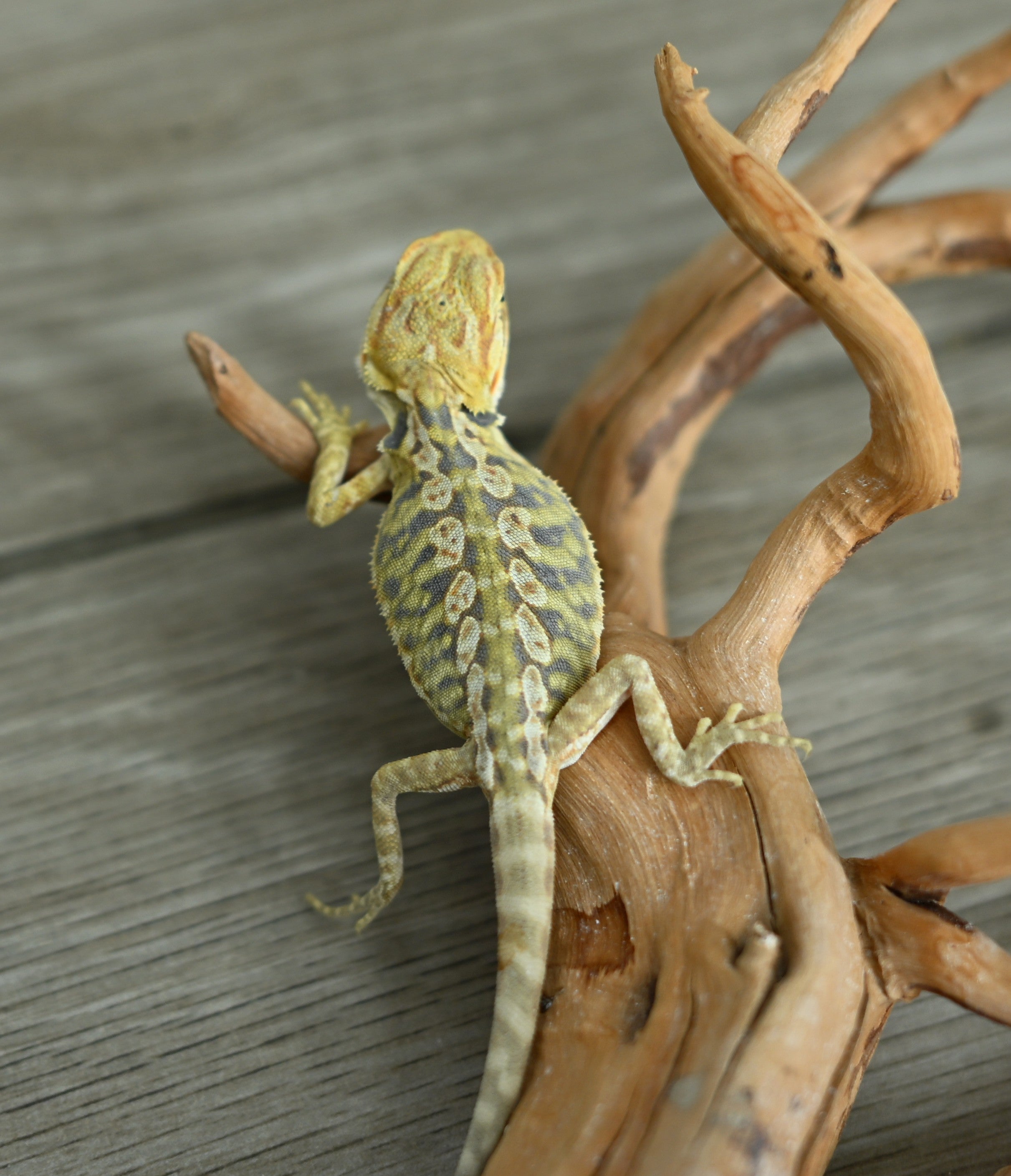 Hypo Leather Tiger *Pretty Tiger Barring