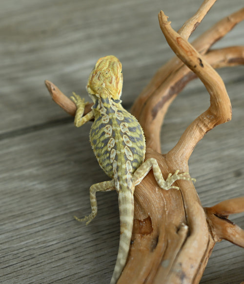 Hypo Leather Tiger *Pretty Tiger Barring