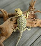 Hypo Leather Tiger *Pretty Tiger Barring