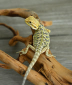 Hypo Leather Tiger *Pretty Tiger Barring