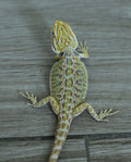 Female Hypo Tiger