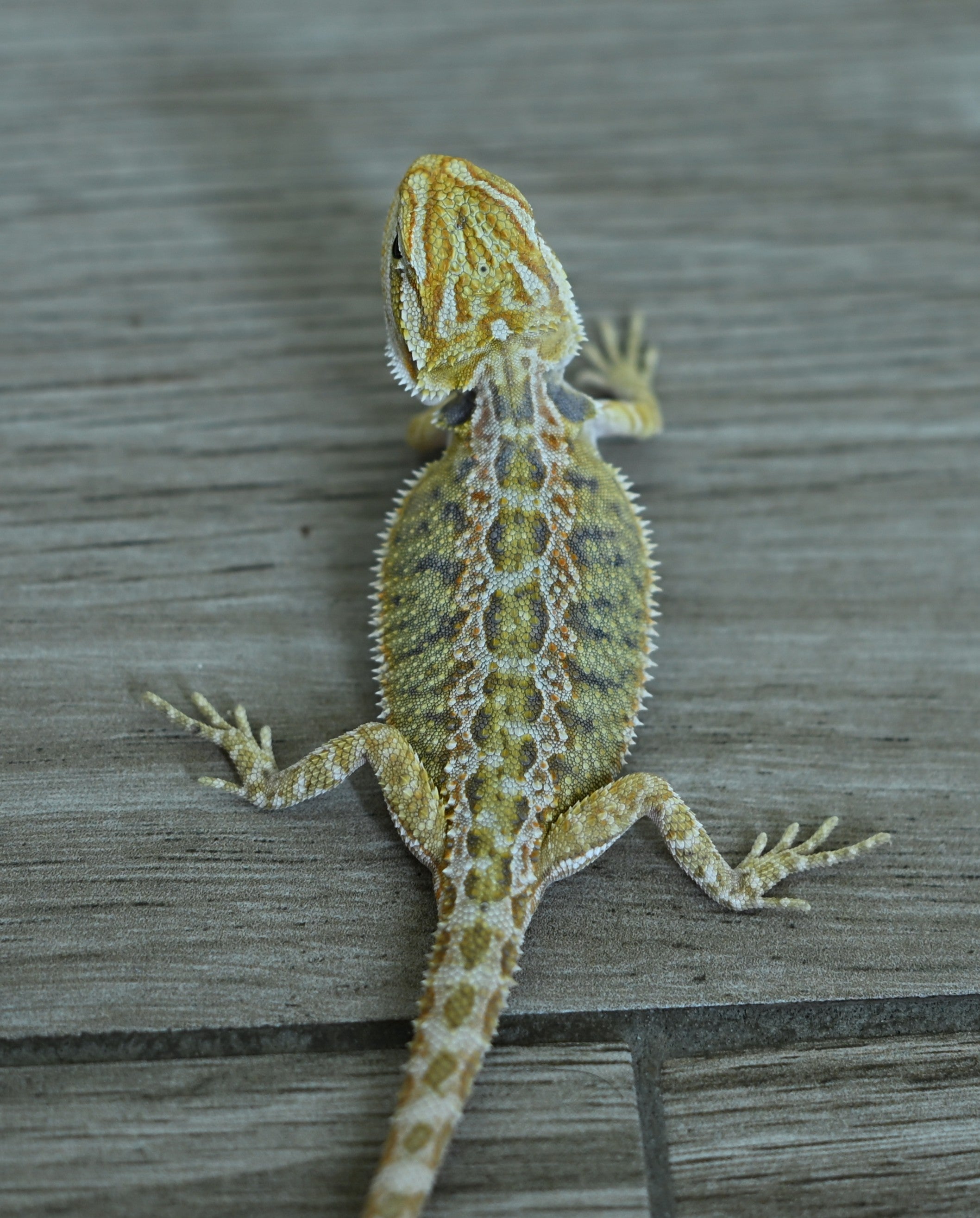 Female Hypo Tiger