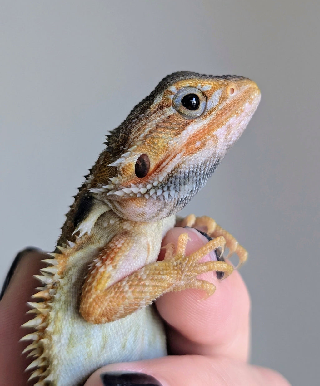 Male Hypo Translucent Tiger