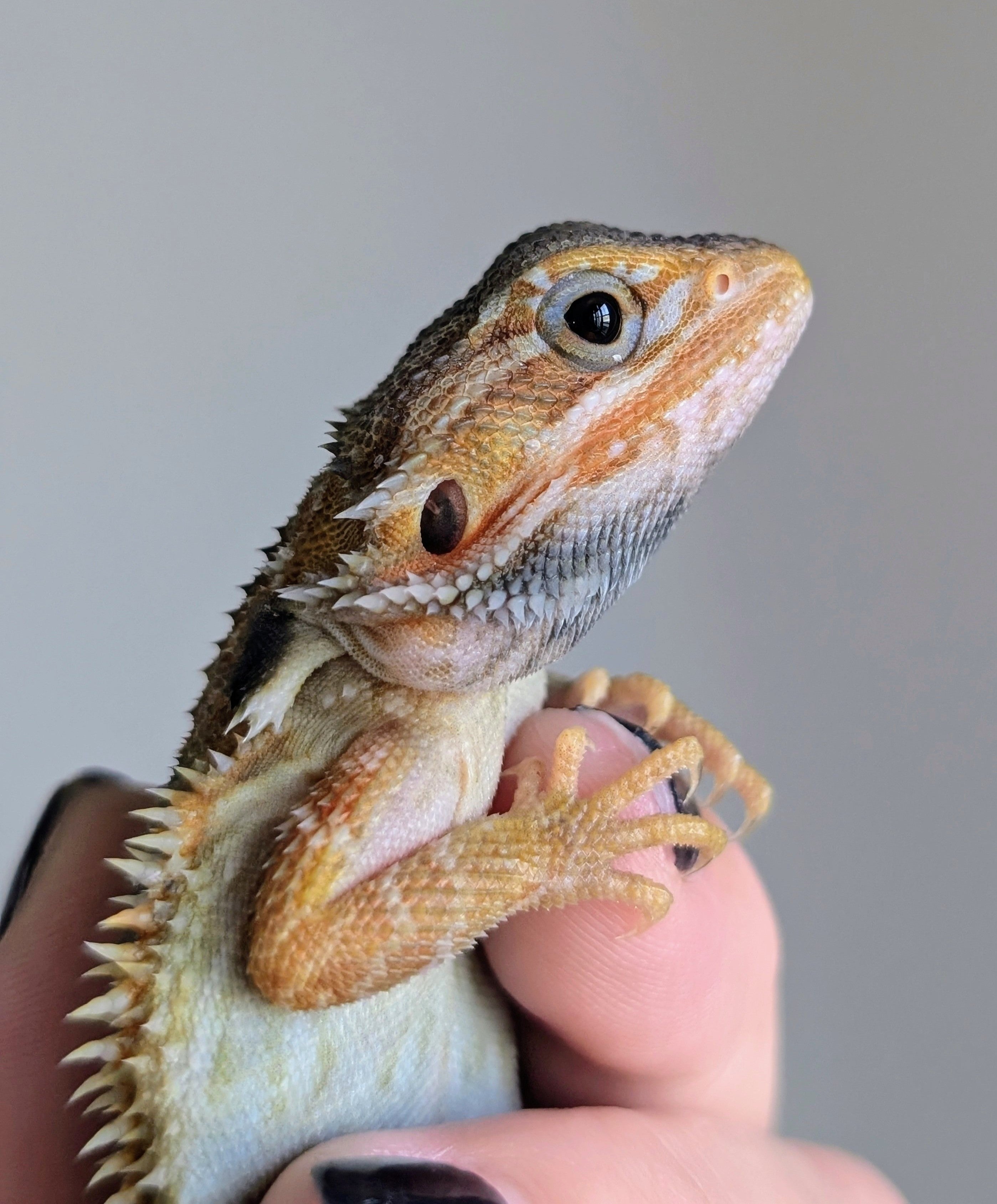 Male Hypo Translucent Tiger