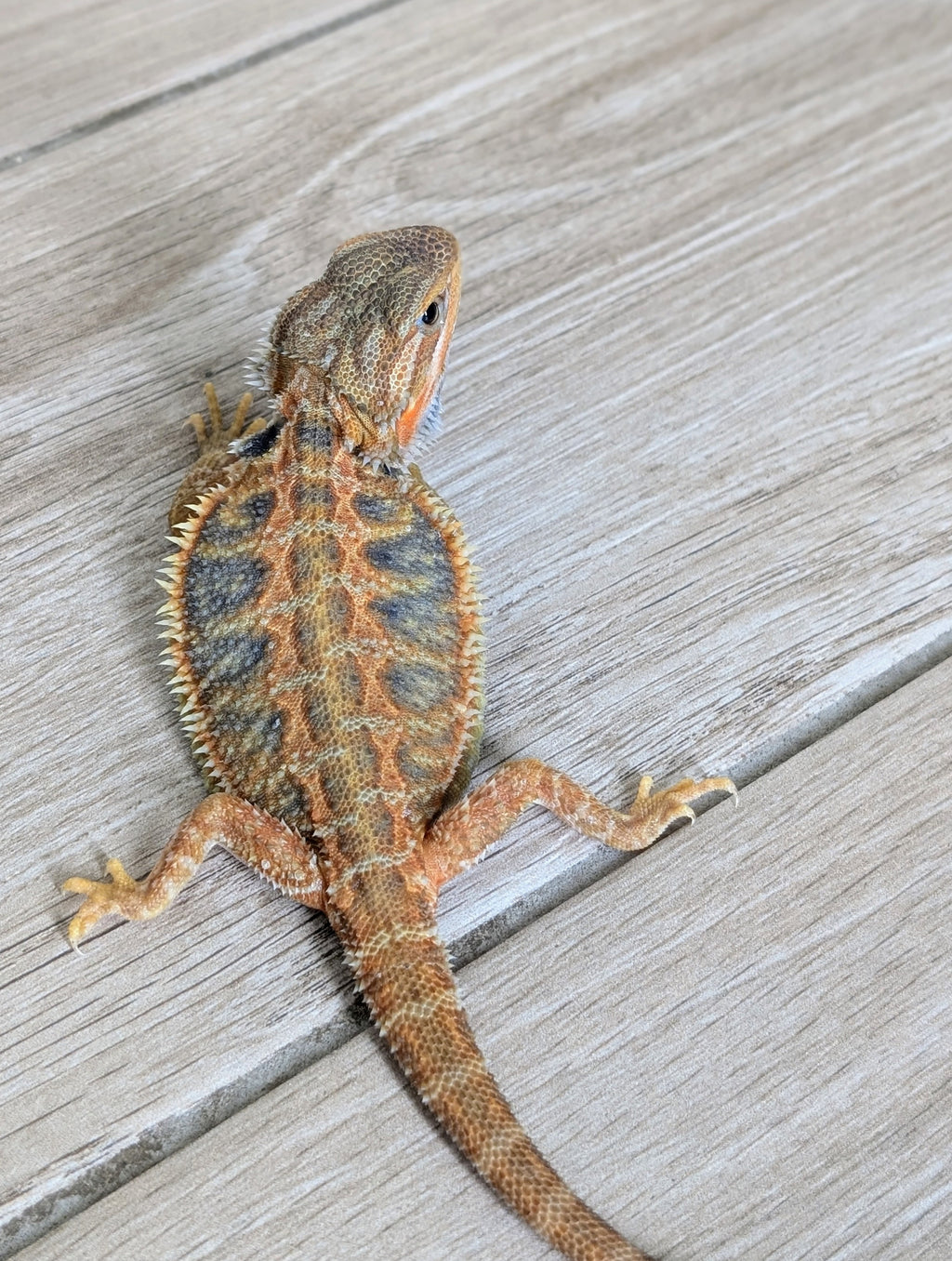 Male Hypo Translucent Tiger