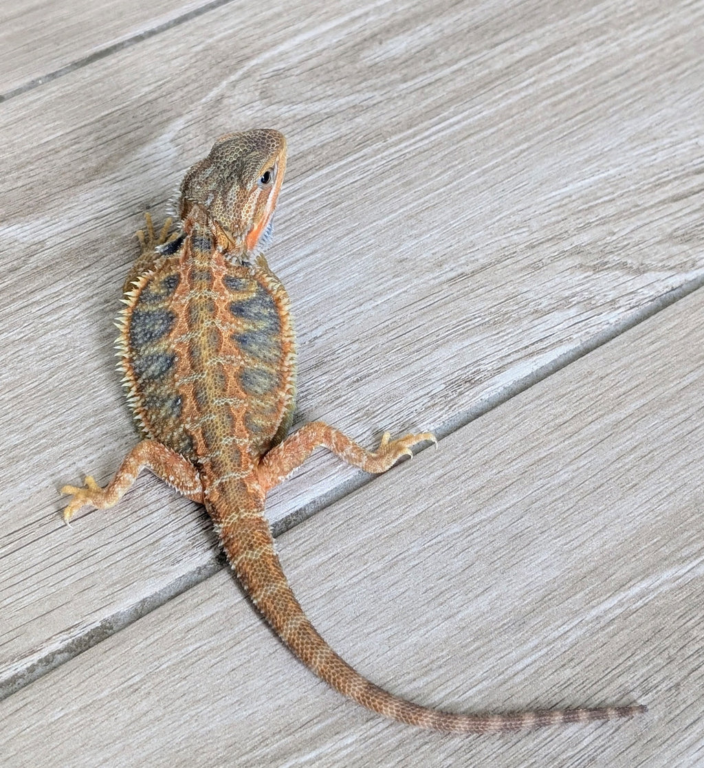 Male Hypo Translucent Tiger