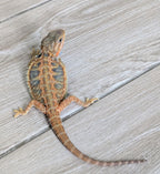Male Hypo Translucent Tiger