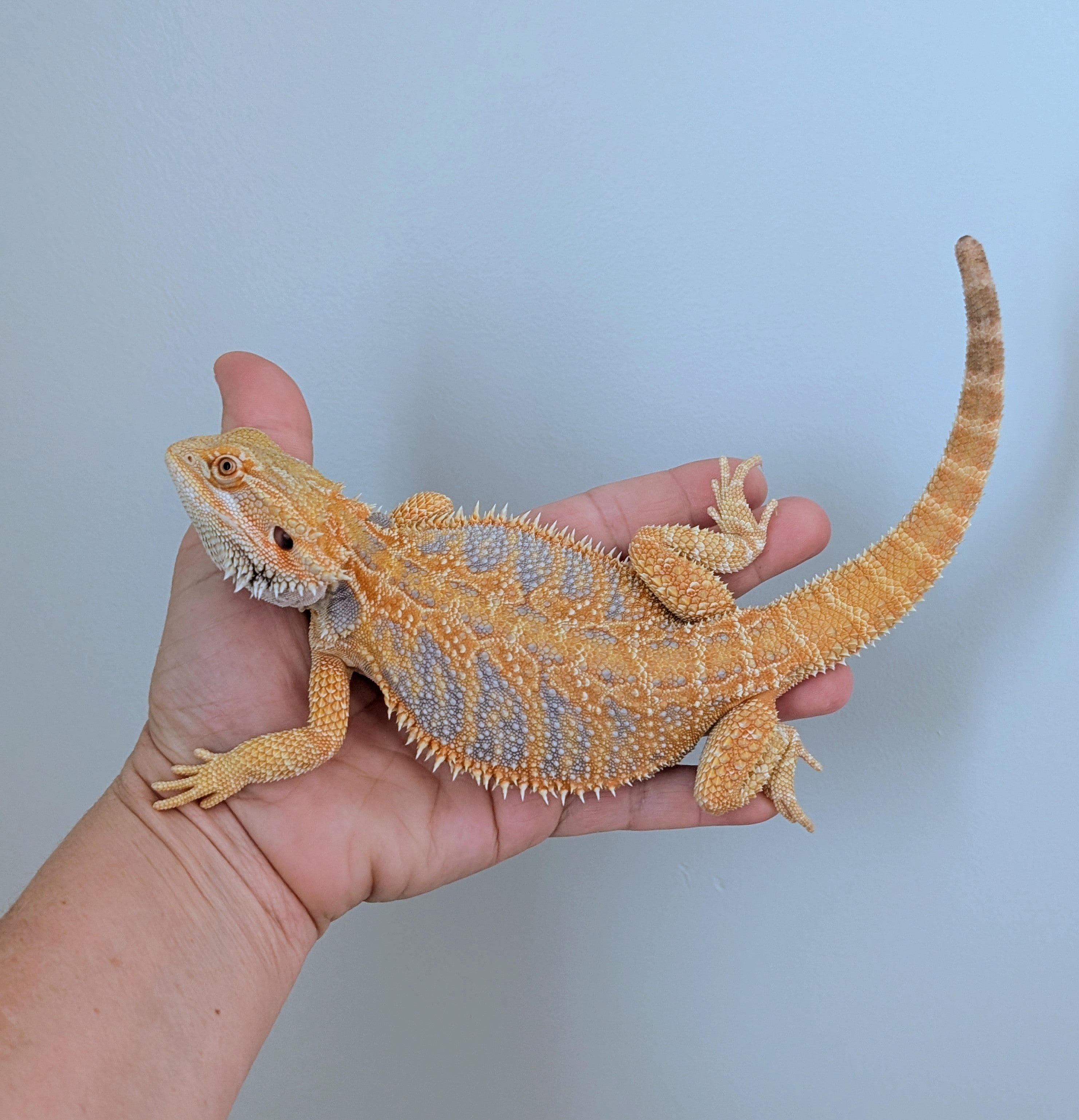 Female Hypo Tiger