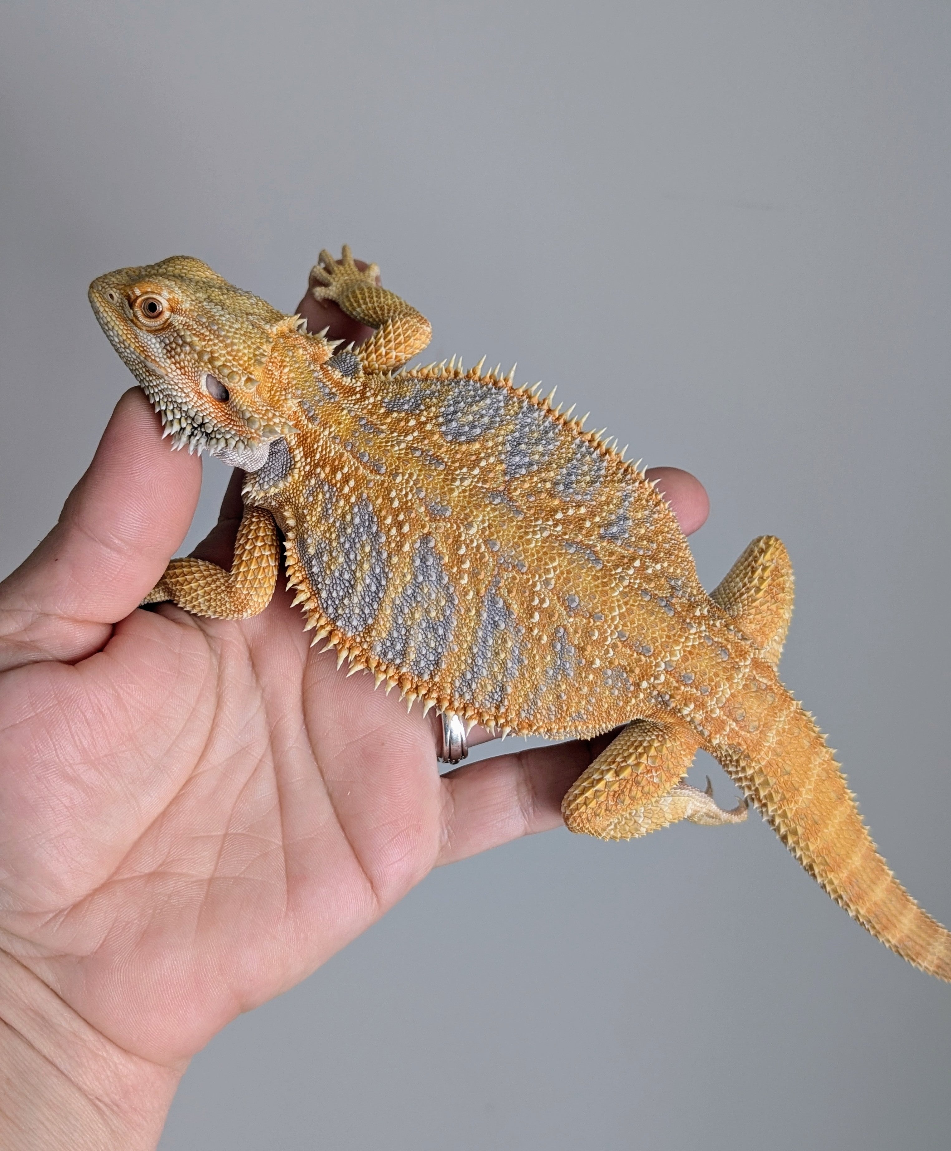 Female Hypo Tiger