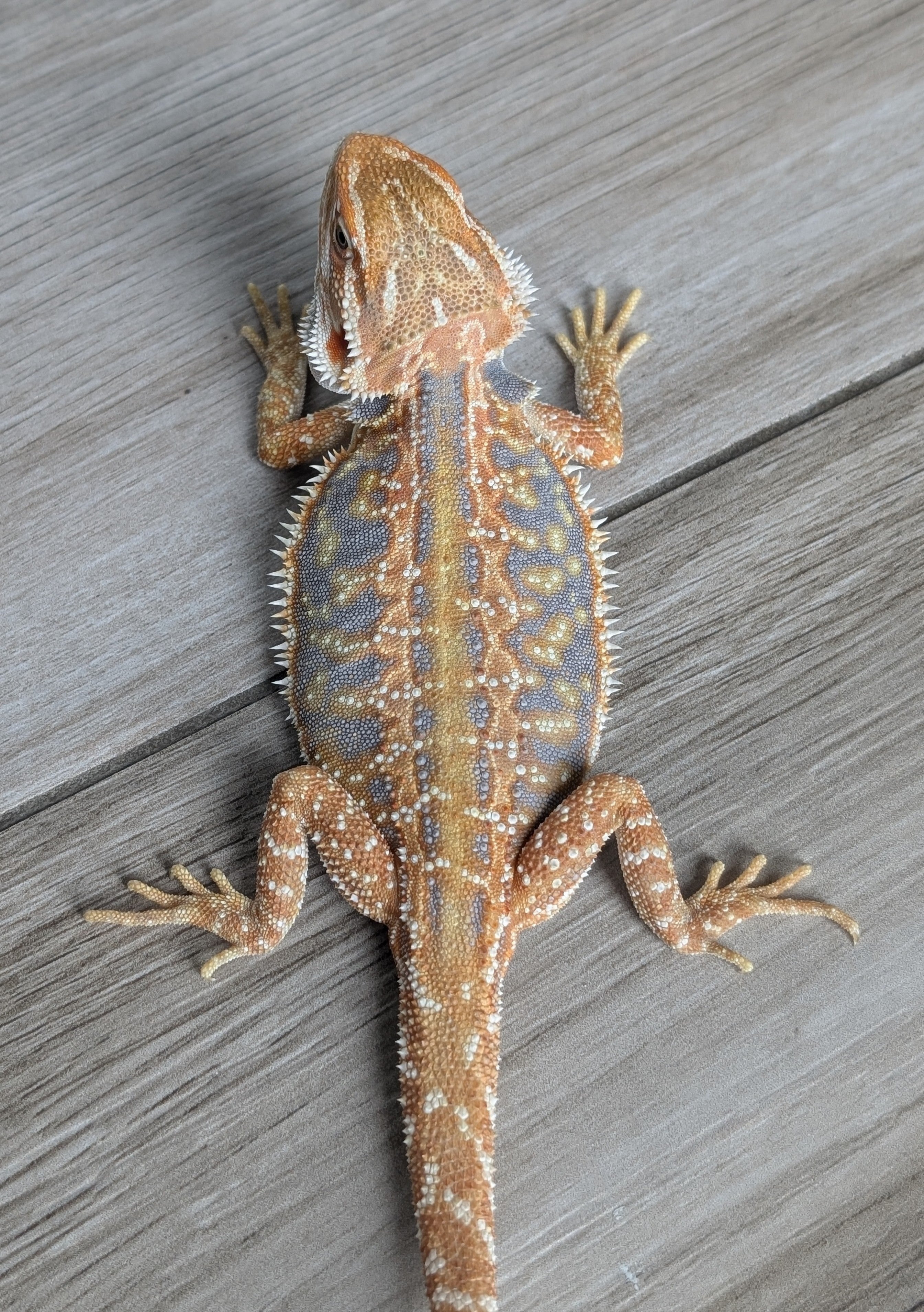 Female Hypo Leather Dunner Tiger *Amazing Blue Coverage*