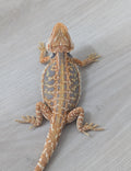 Female Hypo Leather Dunner Tiger *Amazing Blue Coverage*