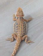 Female Hypo Leather Dunner Tiger *Amazing Blue Coverage*