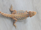 Female Hypo Leather Dunner Tiger *Amazing Blue Coverage*