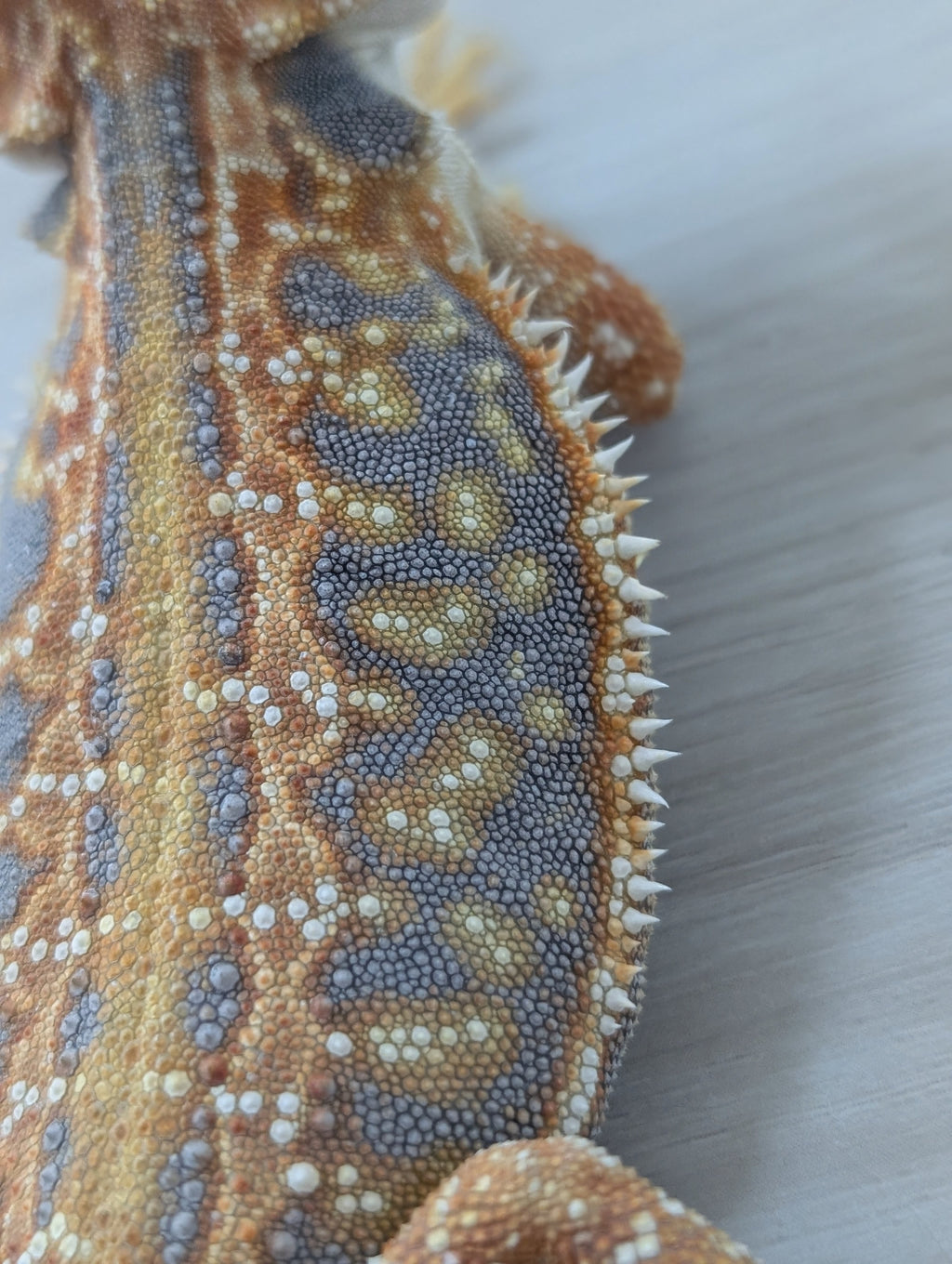 Female Hypo Leather Dunner Tiger *Amazing Blue Coverage*