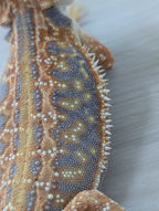 Female Hypo Leather Dunner Tiger *Amazing Blue Coverage*